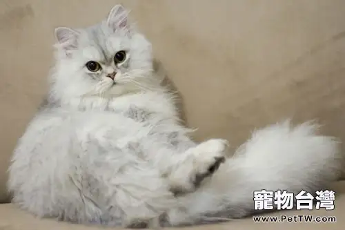 金吉拉貓的日常美容知識(1圖)-寵物台灣