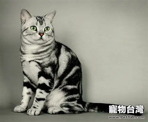 捉貓和抱貓怎樣保證安全(1圖)-寵物台灣