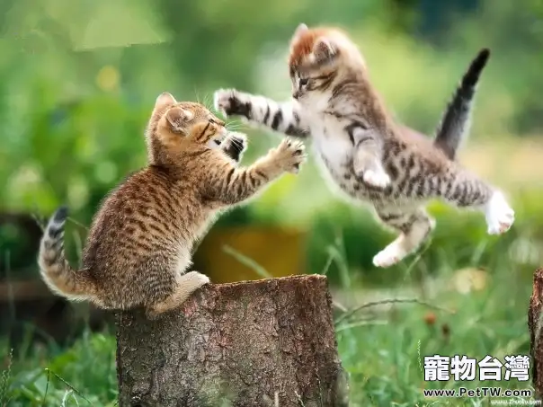 貓咪為什麼會打架