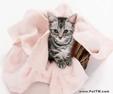 貓咪吃海水魚的三個注意事項(1圖)-寵物台灣