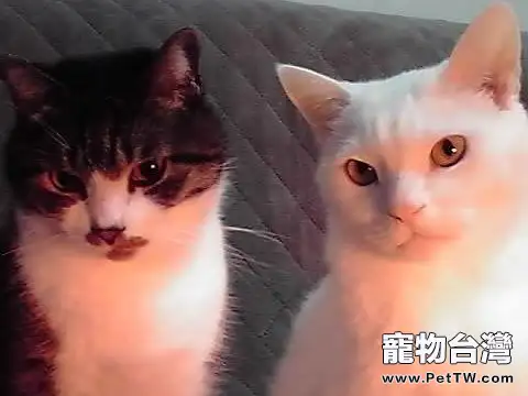 叫你如何預防老年貓的四大疾病(1圖)-寵物台灣