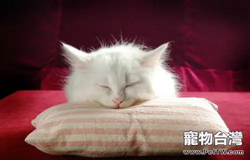 怎樣正確幫波斯貓清理淚痕(1圖)-寵物台灣