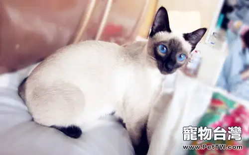 教你正確護理暹羅貓的爪子(1圖)-寵物台灣