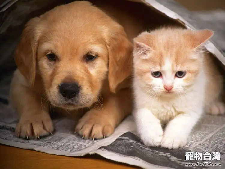 貓咪也會傳染狂犬病嗎(1圖)-寵物台灣