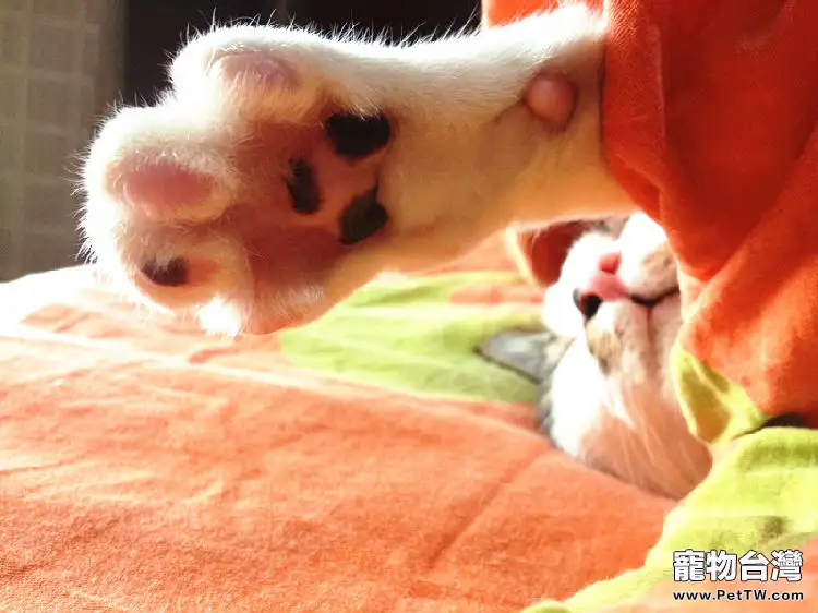 讓貓咪愛上貓抓板（1圖）-寵物台灣