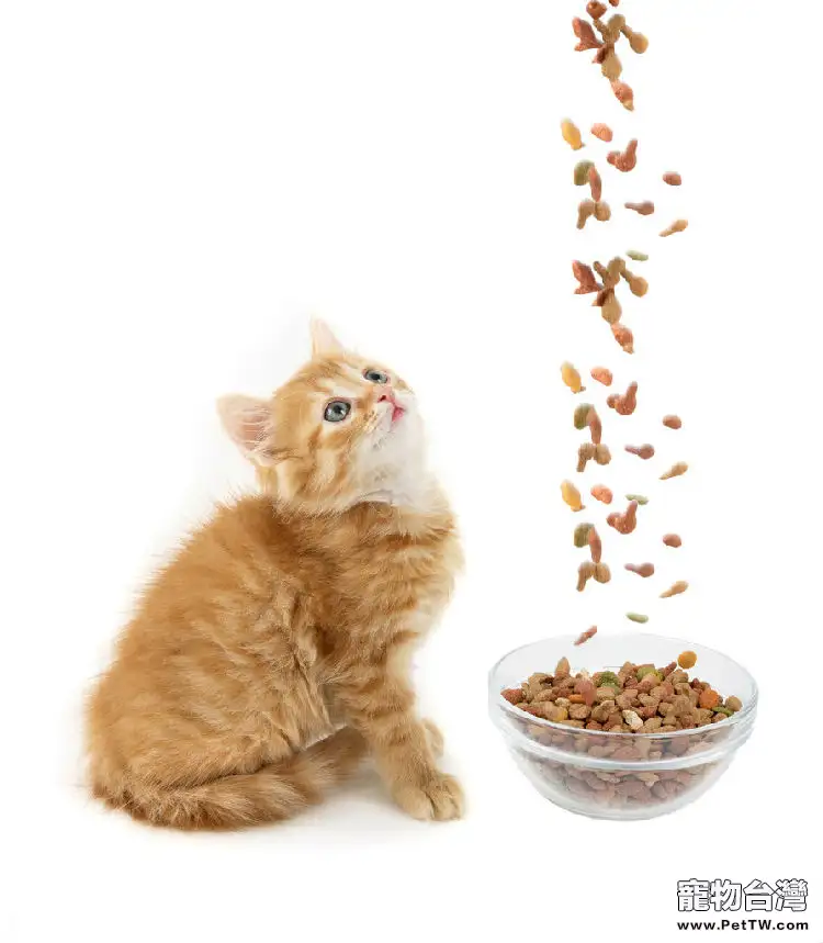 人類對貓咪的八個誤解