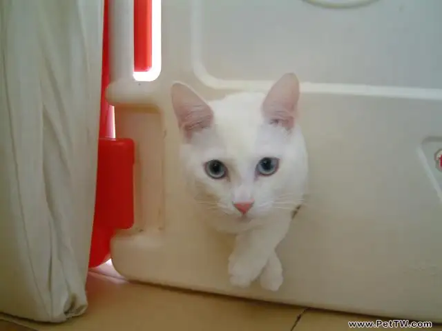 高度關注寵物貓的食品安全很重要(1圖)-寵物台灣