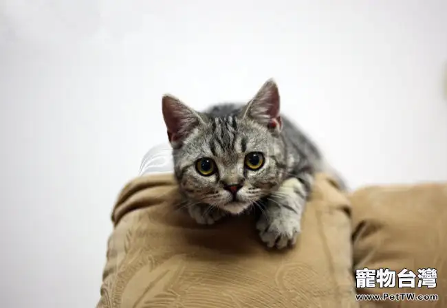 老年美國短毛貓醫患疾病(1圖)-寵物台灣
