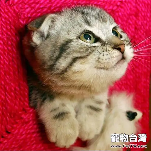 十二星座最適合飼養的貓咪(1圖)-寵物台灣