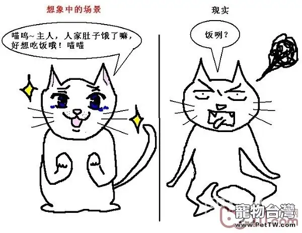 貓咪行為圖解:養過貓的都懂 