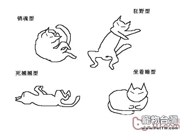 貓咪行為圖解:養過貓的都懂 