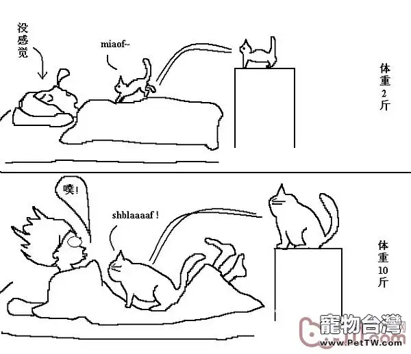 貓咪行為圖解:養過貓的都懂 