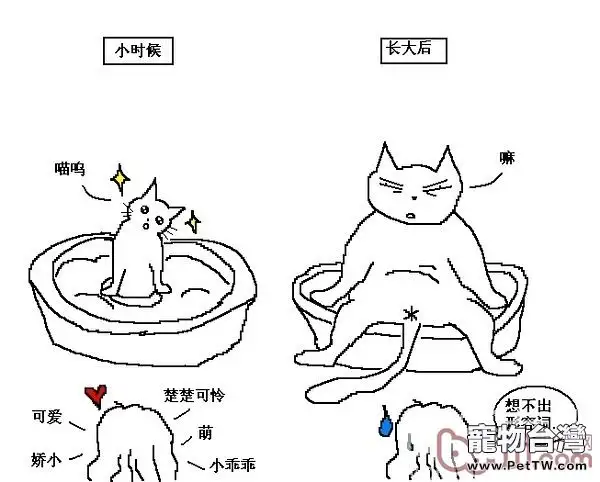 貓咪行為圖解:養過貓的都懂 