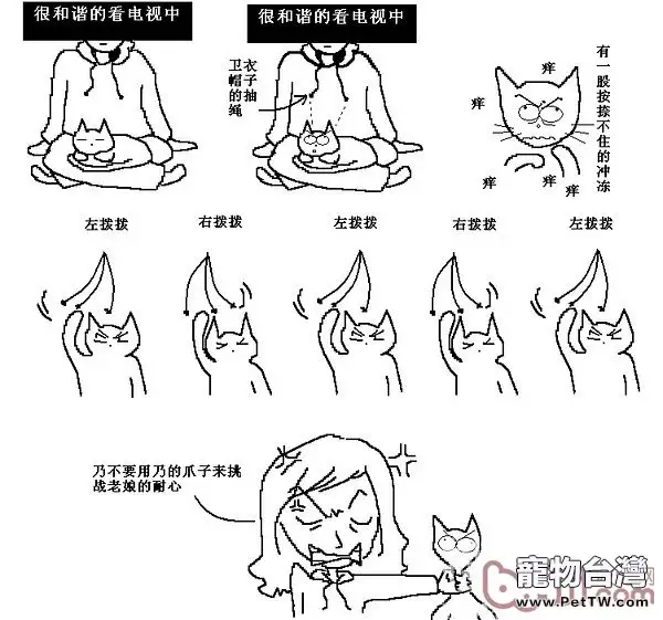 貓咪行為圖解:養過貓的都懂 