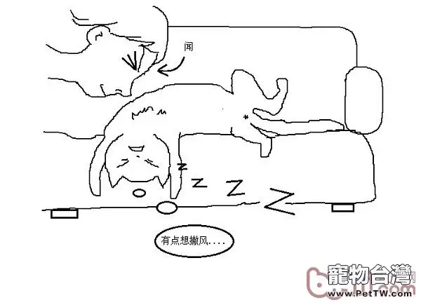 貓咪行為圖解:養過貓的都懂 