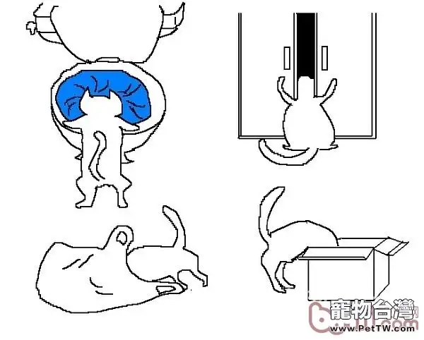 貓咪行為圖解:養過貓的都懂 
