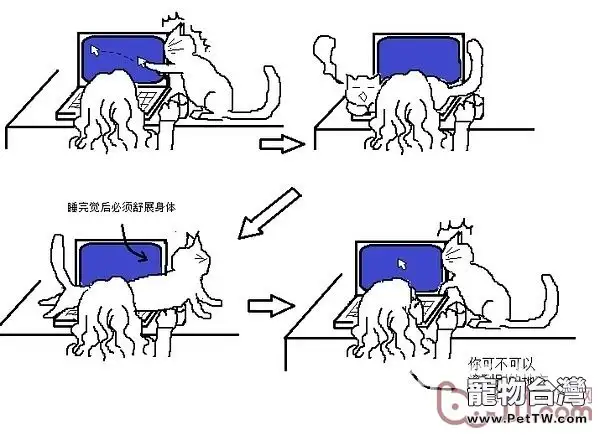 貓咪行為圖解:養過貓的都懂 
