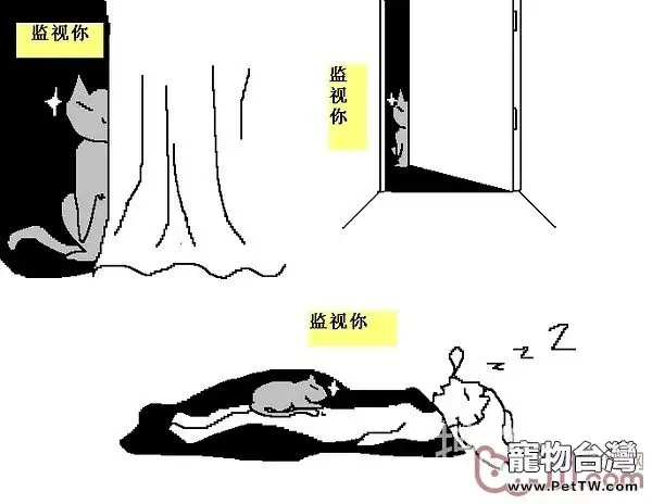 貓咪行為圖解:養過貓的都懂 