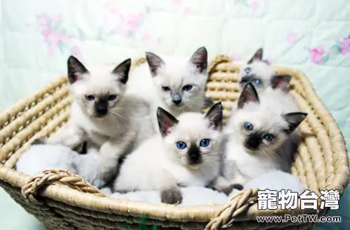如何挑選健康的暹羅貓(1圖)-寵物台灣