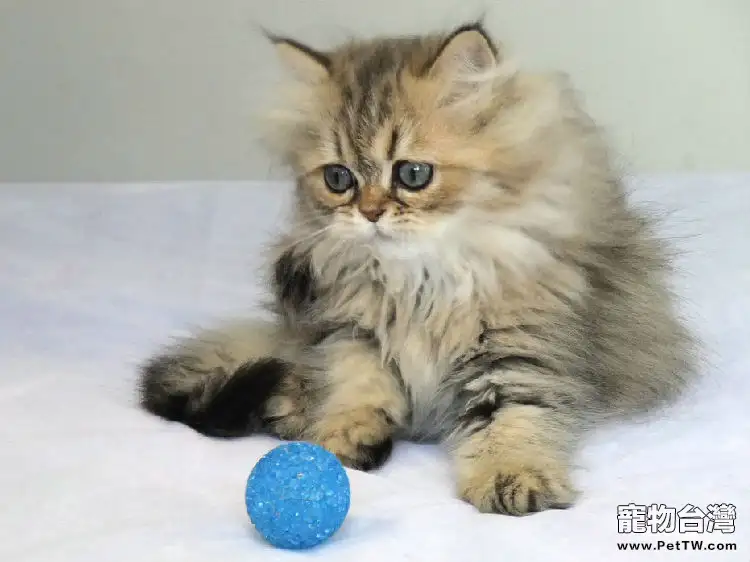 貓咪總要離家出走怎麼辦（1圖）-寵物台灣