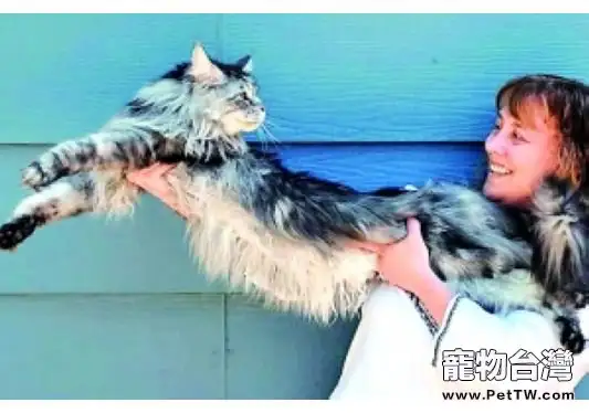 貓咪所創造的驚人世界紀錄