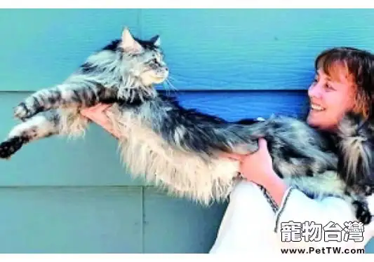 貓咪所創造的驚人世界紀錄(1圖)-寵物台灣