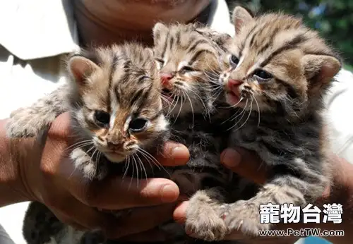 飼養寵物貓好處多多