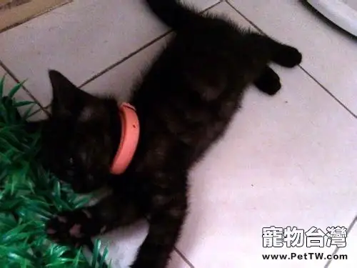 孟買貓的正確護理方法（1圖）-寵物台灣