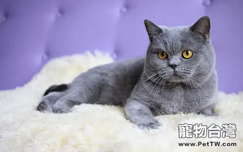日本短毛貓怎麼口腔護理