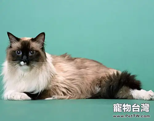 伯曼貓的護理方法介紹