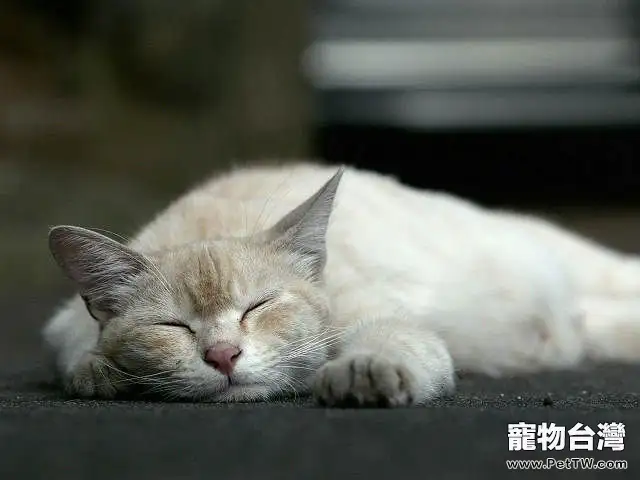 貓瘟可怕但不會傳染給人類(1圖)-寵物台灣