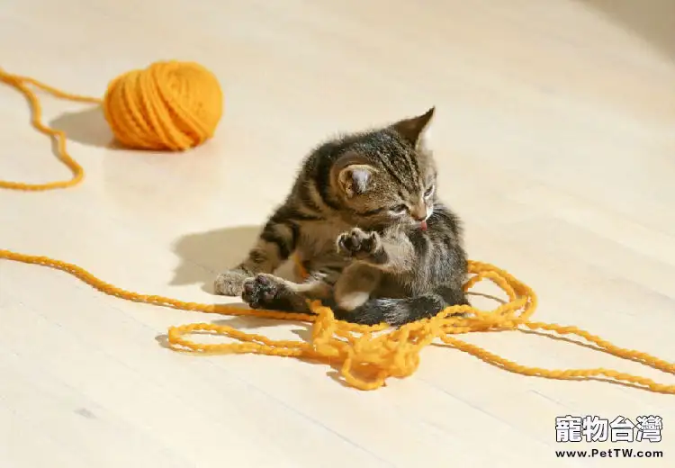 貓咪飼養的7個誤區(1圖)-寵物台灣