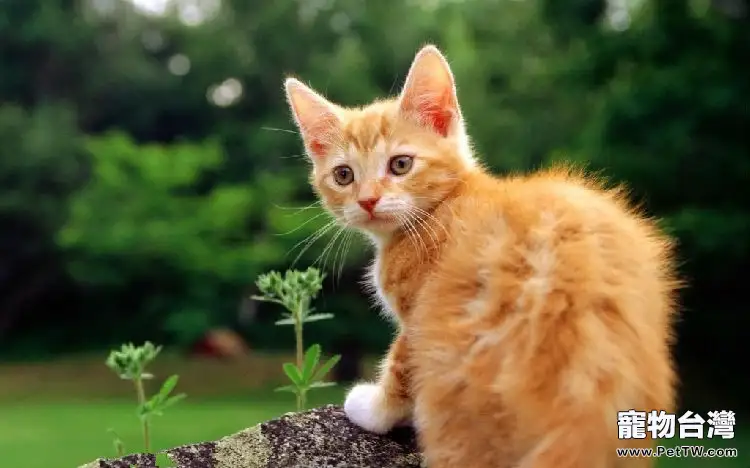 制止貓咪啃食花草的方法