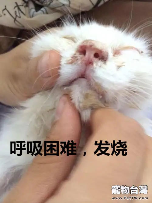 貓鼻支的護理和治療