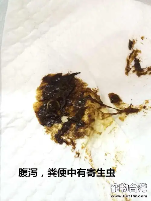 貓鼻支的護理和治療