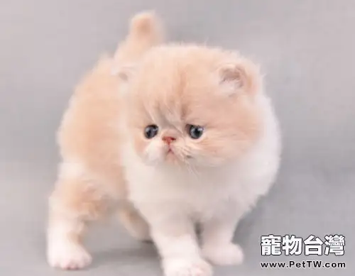 需要喂貓咪吃草嗎（1圖）-寵物台灣