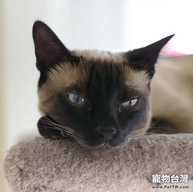 暹羅貓怎樣抱才正確(1圖)-寵物台灣