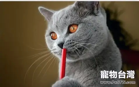 貓咪可以嘗出不同味道嗎（1圖）-寵物台灣