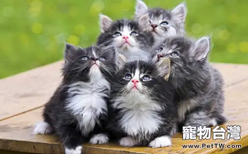 貓咪能吃巧克力嗎