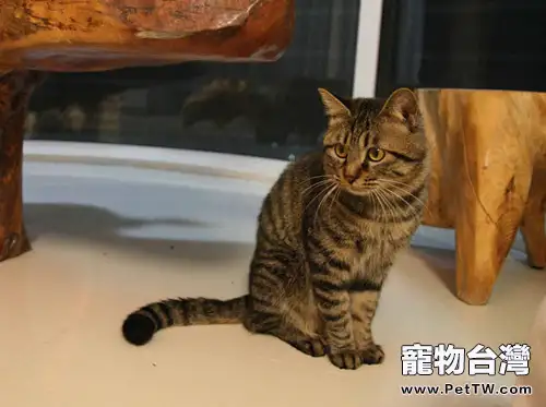 飼養貓咪常見難題及解決方法