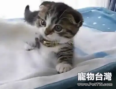怎樣讓不想回家睡的貓咪回家