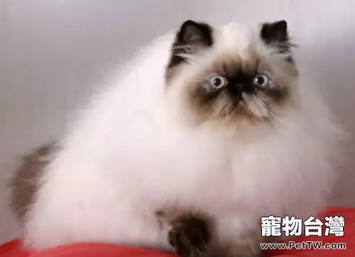 為貓咪做水療要注意什麼(1圖)-寵物台灣