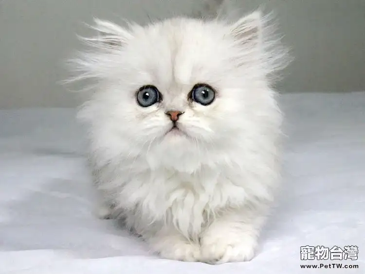 貓咪美毛從日常梳理開始（1圖）-寵物台灣