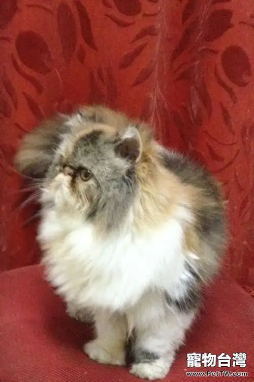 如何使用貓薄荷（1圖）-寵物台灣