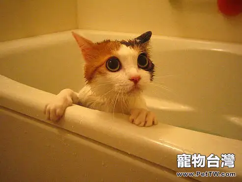 冬季給貓咪洗澡謹防感冒