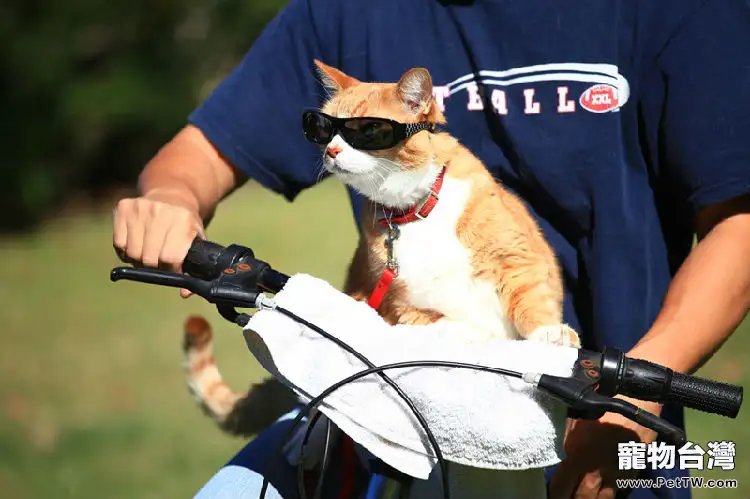 最快樂的事，是和黃咪一起出遊（共5張圖片）-寵物台灣