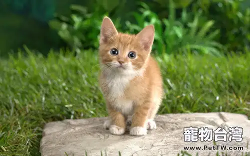 貓咪走失,家長如何防範(共2張圖片)-寵物台灣