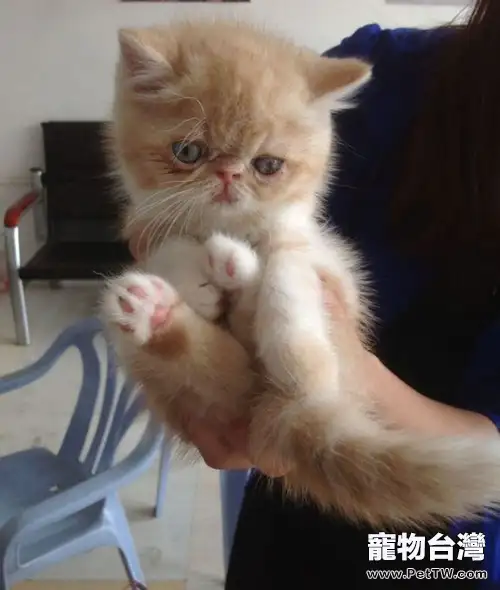 同時養兩隻貓要注意哪些
