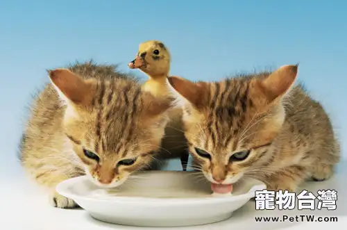 介紹貓糧的保存方法(1圖)-寵物台灣