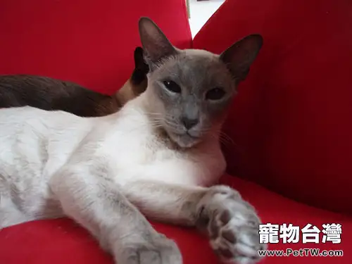 貓咪吃草的相關疑問解答